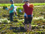 3 organic lettuces