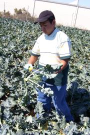 gleaning broccoli