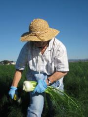 gleaning fennel