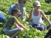 gleaning iceberg lettuce