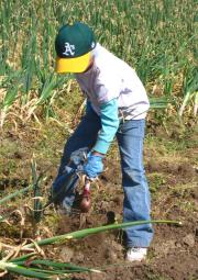 gleaning onions