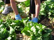 gleaning iceberg august 29