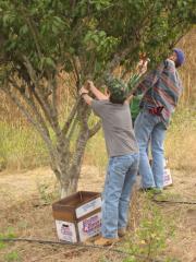 gleaning plums